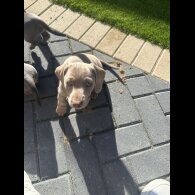 Dachshund (Standard &amp; Miniature) - Dogs