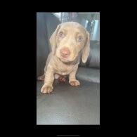 Dachshund (Standard &amp; Miniature) - Dogs