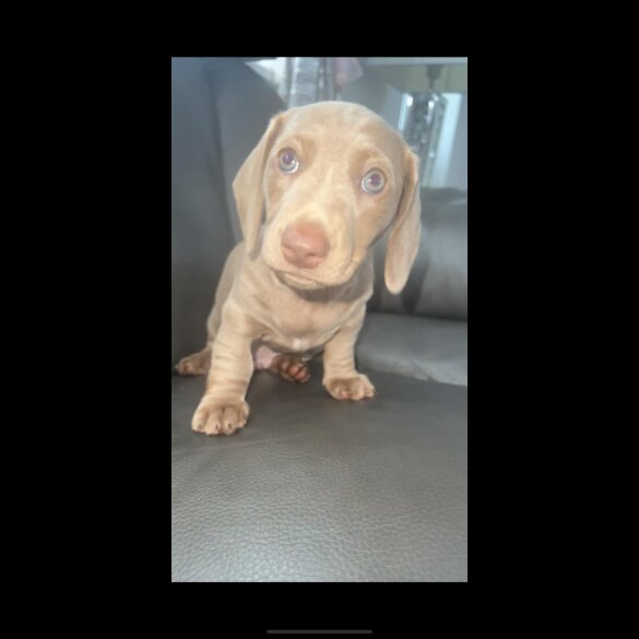 Dachshund (Standard &amp; Miniature) - Dogs