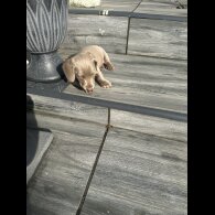 Dachshund (Standard &amp; Miniature) - Dogs