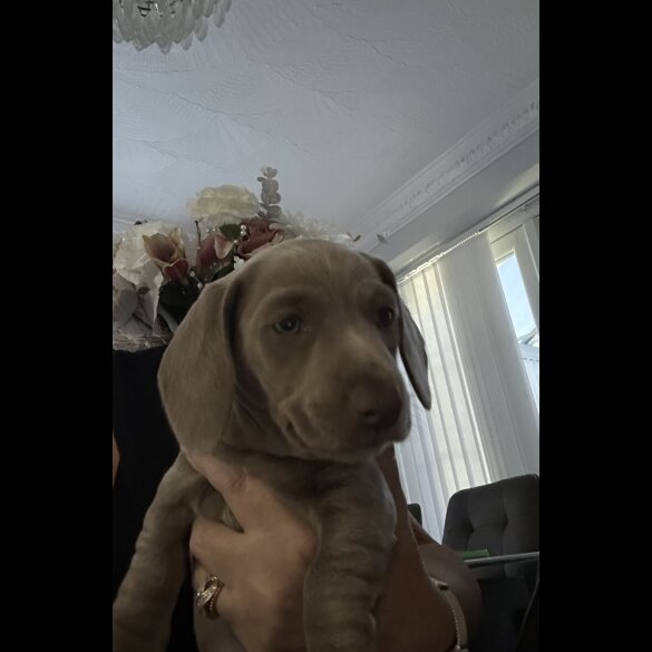 Dachshund (Standard &amp; Miniature) - Dogs