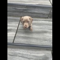 Dachshund (Standard &amp; Miniature) - Dogs