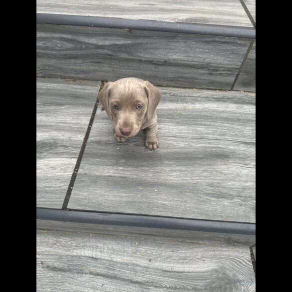 Dachshund (Standard &amp; Miniature) - Dogs