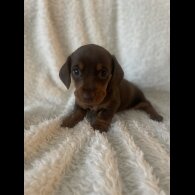Dachshund (Standard &amp; Miniature) - Both