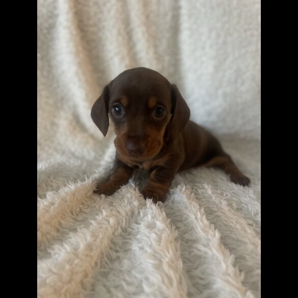 Dachshund (Standard &amp; Miniature) - Both