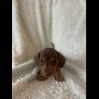 Dachshund (Standard &amp; Miniature) - Both