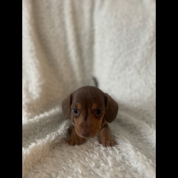 Dachshund (Standard &amp; Miniature) - Both