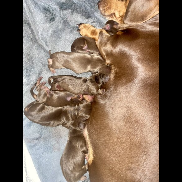 Dachshund (Standard &amp; Miniature) - Both