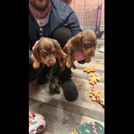Dachshund (Standard &amp; Miniature) - Both