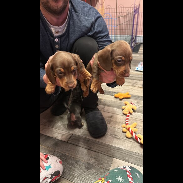 Dachshund (Standard &amp; Miniature) - Both