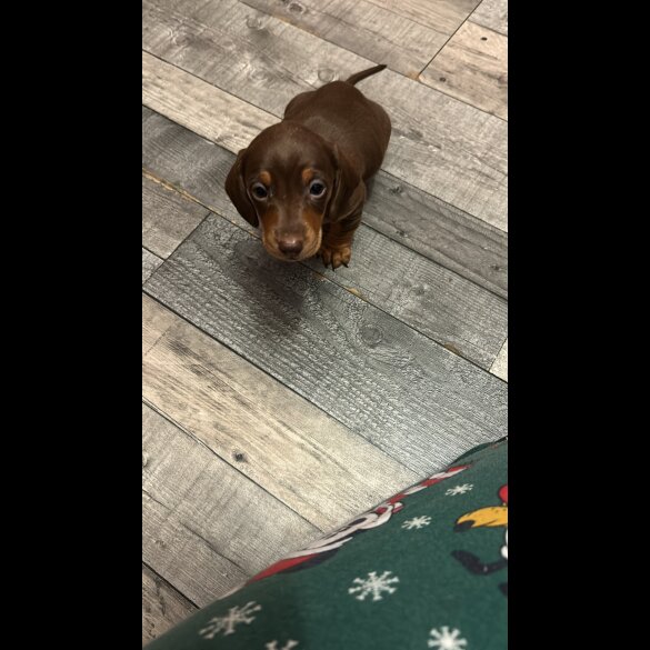 Dachshund (Standard &amp; Miniature) - Both