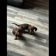 Dachshund (Standard &amp; Miniature) - Both