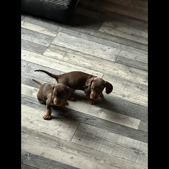 Dachshund (Standard &amp; Miniature) - Both