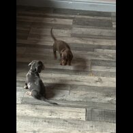 Dachshund (Standard &amp; Miniature) - Both