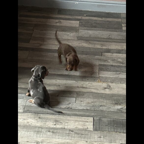 Dachshund (Standard &amp; Miniature) - Both