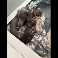 Dachshund (Standard &amp; Miniature) - Both