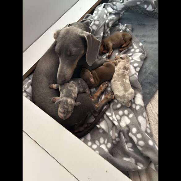 Dachshund (Standard &amp; Miniature) - Both