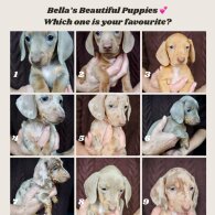 Dachshund (Standard &amp; Miniature) - Both
