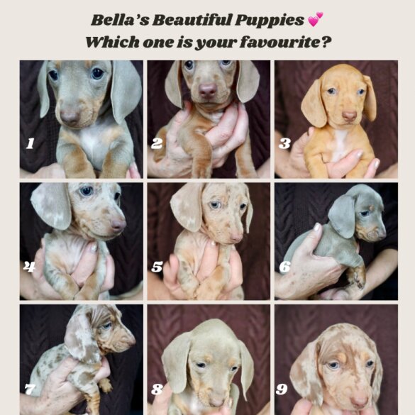 Dachshund (Standard &amp; Miniature) - Both