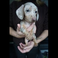 Dachshund (Standard &amp; Miniature) - Both