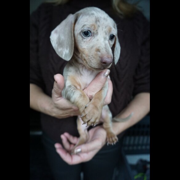 Dachshund (Standard &amp; Miniature) - Both