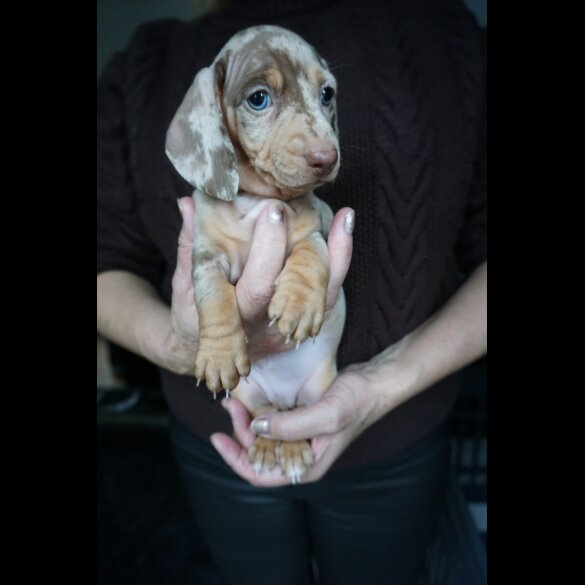 Dachshund (Standard &amp; Miniature) - Both