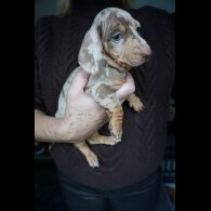 Dachshund (Standard &amp; Miniature) - Both