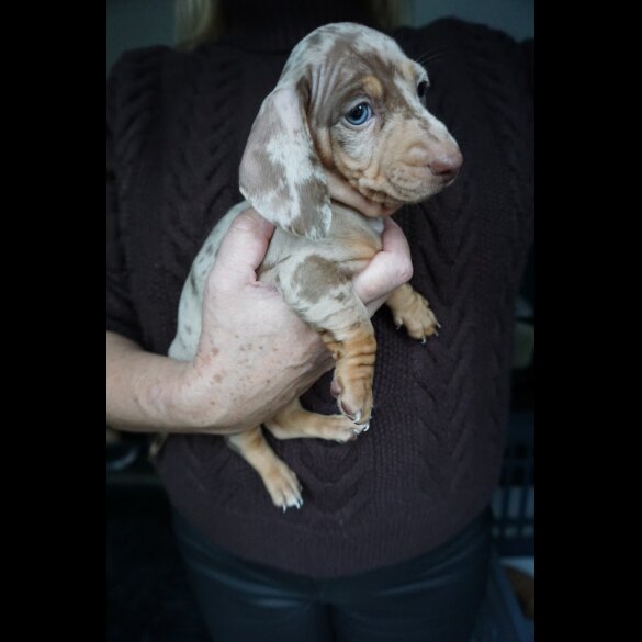 Dachshund (Standard &amp; Miniature) - Both