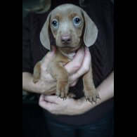 Dachshund (Standard &amp; Miniature) - Both
