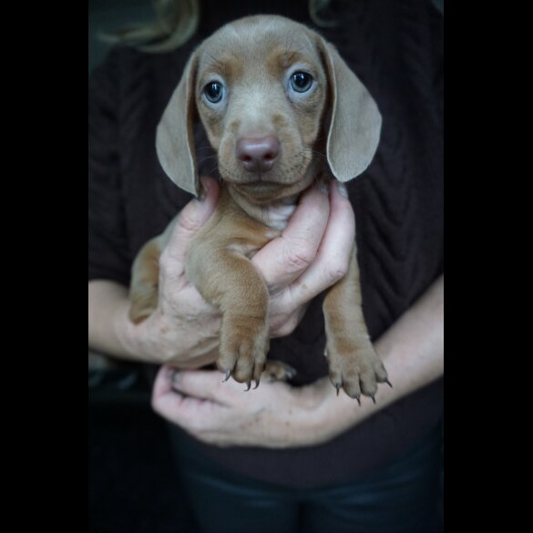 Dachshund (Standard &amp; Miniature) - Both