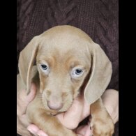 Dachshund (Standard &amp; Miniature) - Both