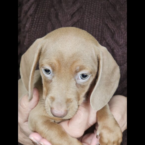 Dachshund (Standard &amp; Miniature) - Both