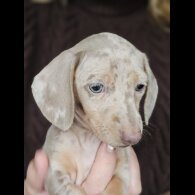 Dachshund (Standard &amp; Miniature) - Both