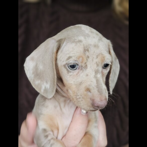 Dachshund (Standard &amp; Miniature) - Both