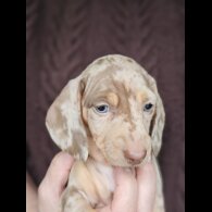Dachshund (Standard &amp; Miniature) - Both
