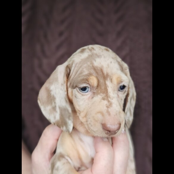 Dachshund (Standard &amp; Miniature) - Both