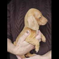 Dachshund (Standard &amp; Miniature) - Both