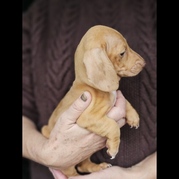 Dachshund (Standard &amp; Miniature) - Both
