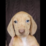 Dachshund (Standard &amp; Miniature) - Both