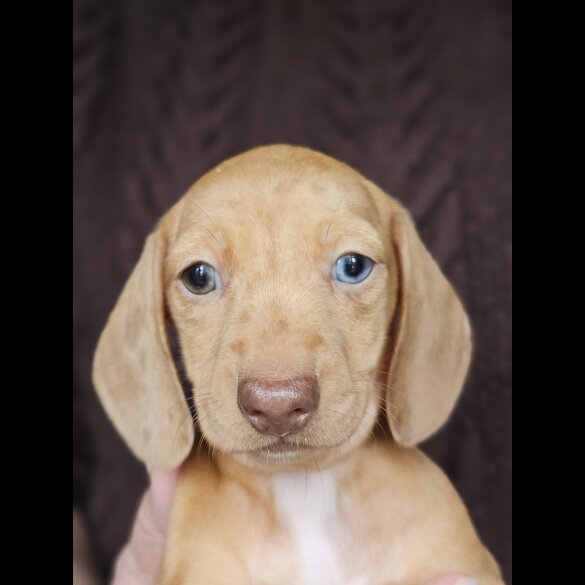 Dachshund (Standard &amp; Miniature) - Both