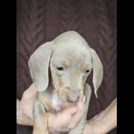 Dachshund (Standard &amp; Miniature) - Both
