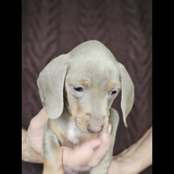 Dachshund (Standard &amp; Miniature) - Both