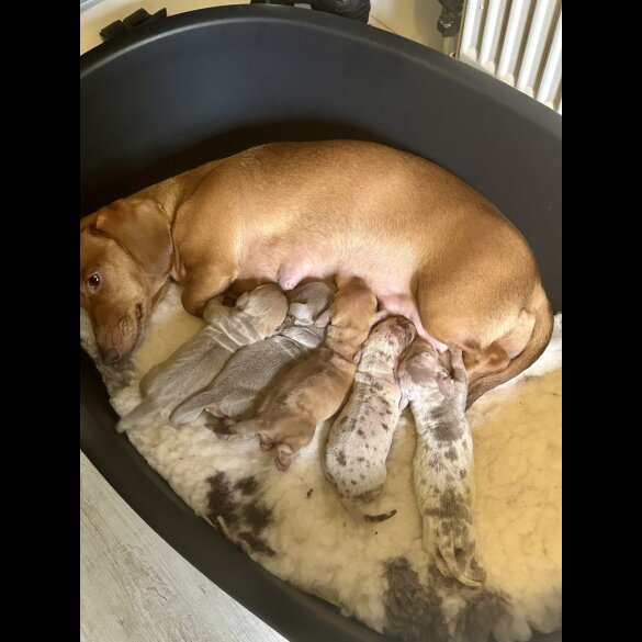 Dachshund (Standard &amp; Miniature) - Both