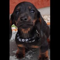 Dachshund (Standard &amp; Miniature) - Both