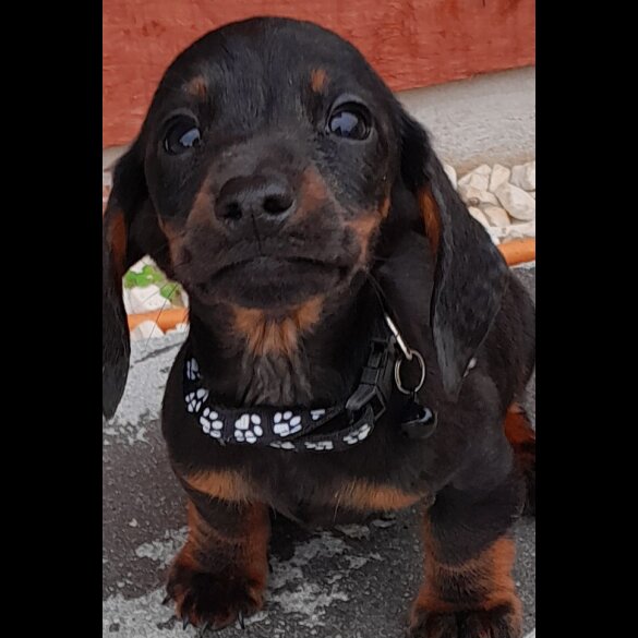 Dachshund (Standard &amp; Miniature) - Both