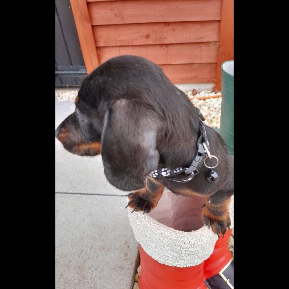 Dachshund (Standard &amp; Miniature) - Both