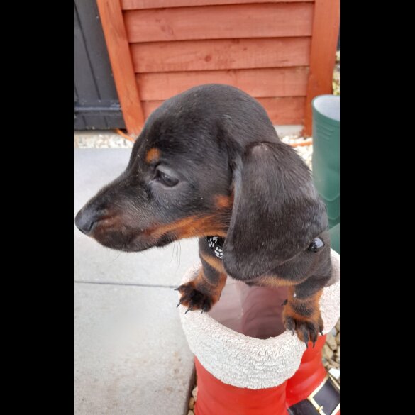 Dachshund (Standard &amp; Miniature) - Both