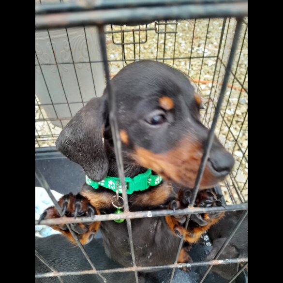 Dachshund (Standard &amp; Miniature) - Both