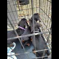 Dachshund (Standard &amp; Miniature) - Both