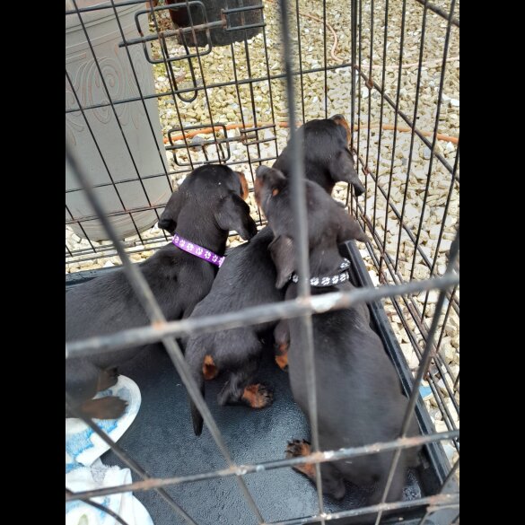 Dachshund (Standard &amp; Miniature) - Both